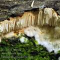 Dentipellis_fragilis_be3381