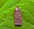 Depressaria_albipunctella_jg8719s