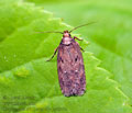 Depressaria_albipunctella_jg8895s