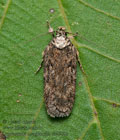 Depressaria_douglasella_cz4500s