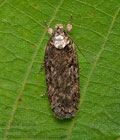 Depressaria_douglasella_cz4505s