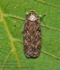 Depressaria_douglasella_cz4510s