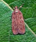 Depressaria_olerella_cx1796s