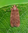 Depressaria_olerella_cx1808s