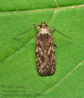 Depressaria_ultimella_cy3823s