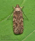 Depressaria_ultimella_cy3830s