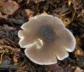 Dermoloma_atrocinereum_bv6326