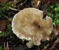 Dermoloma_cuneifolium_bv3416