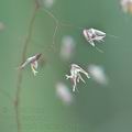 Deschampsia_flexuosa_af3946