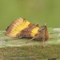 Diachrysia_chrysitis_ae9078