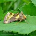 Diachrysia_chrysitis_bk1855