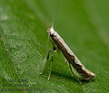 Dialectia_scalariella_jk9239s