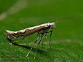 Dialectia_scalariella_jk9254s