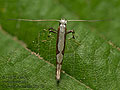 Dialectia_scalariella_jk9278s