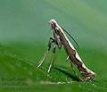 Dialectia_scalariella_jk9314s