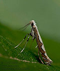 Dialectia_scalariella_jk9344s