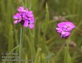 Dianthus_carthusianorum_a53