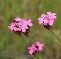 Dianthus_carthusianorum_ab3367