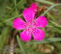 Dianthus_deltoides_ab6540