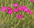 Dianthus_deltoides_ab6549