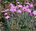 Dianthus_gratianopolitanus_4733