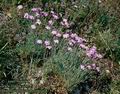 Dianthus_gratianopolitanus_4734