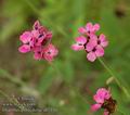 dianthus_pontederae_ab2110