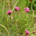 Dianthus_pontederae_ae8457