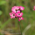 Dianthus_pontederae_ae8470