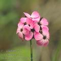 Dianthus_pontederae_ae8492