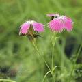 Dianthus_seguieri_af3979