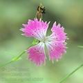 Dianthus_seguieri_af3989