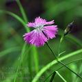 Dianthus_seguieri_bc9042