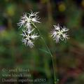 Dianthus_superbus_af4585