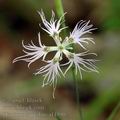 Dianthus_superbus_af4590