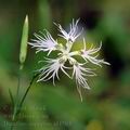 Dianthus_superbus_af4593