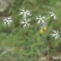 Dianthus_superbus_af4599