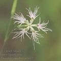 Dianthus_superbus_af4617