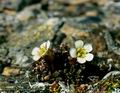 Diapensia_lapponica_6555