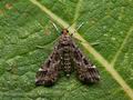 Diasemiopsis_ramburialis_cy6400s