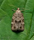 Dichelia_histrionana_jb6397s