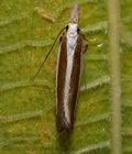 Dichomeris_marginella_cp1829s