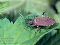 Dicranocephalus_agilis_10255
