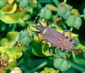Dicranocephalus_agilis_10257
