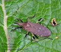 Dicranocephalus_agilis_ac1491