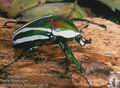 Dicronorhina_derbyana_10476