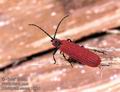 Dictioptera_aurora_10074