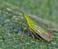 Dictyophara_europaea_bu8473