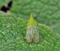 Dictyophara_europaea_bu8481