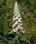 Digitalis_ferruginea_4736